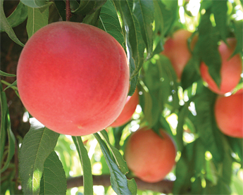 06-Summerfruit-crop