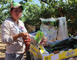 1524-field-packing-Grupo-Al