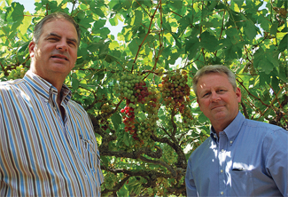 Bozick-De-Klotz-Vineyard-Ph
