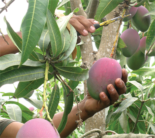 Ecuador-mango-cutting