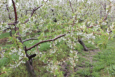 Sweet-Cherries