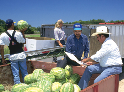 WatermelonMovementOV