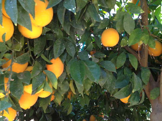 Chilean-navel-oranges