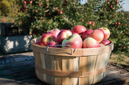 FruitOverview