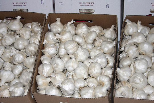Garlic-Overview