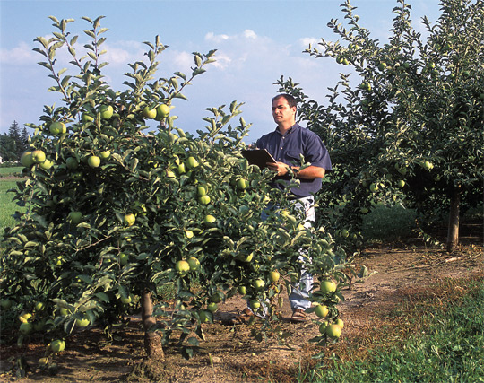 NYApple2
