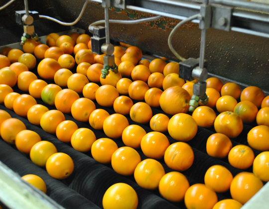 Oranges-for-packing