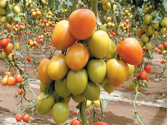 vineripe-baja-web