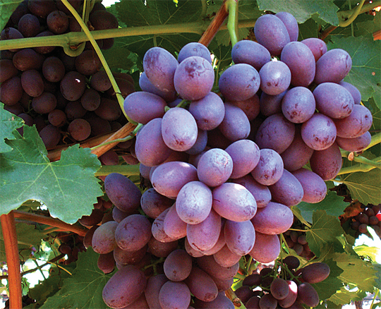 22-CalGrapes-Crop--ScarletR