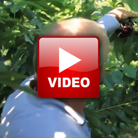 domvid