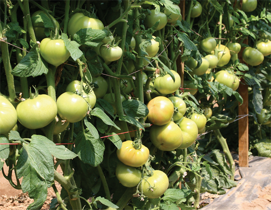04-CalTom-Crop