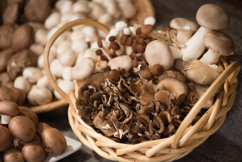 CIAMushrooms-7689