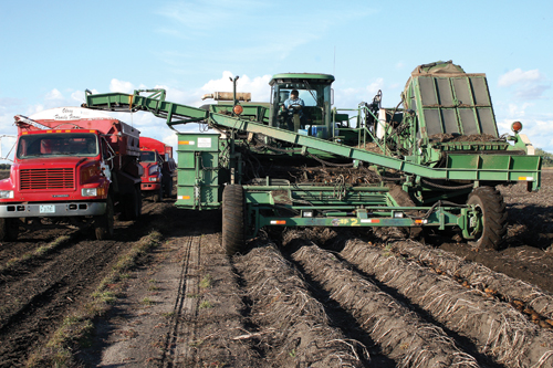 Harvest