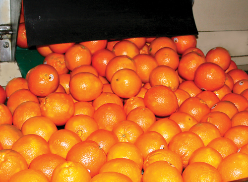 10-CalCitrus-Crop
