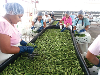 Oka-Packing---Honduras