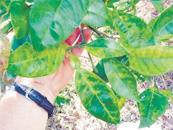 citrus-greening-on-orange-t