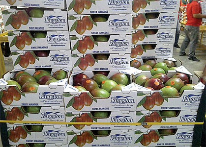 mangos