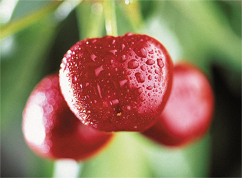 312-CHERRIES