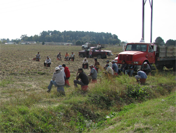 NC-SWEET-POTATO12114-WORKER