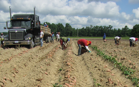 SPECIALTY-GRANTS11213-SWEET-POTATOES