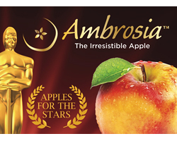 ambrosia