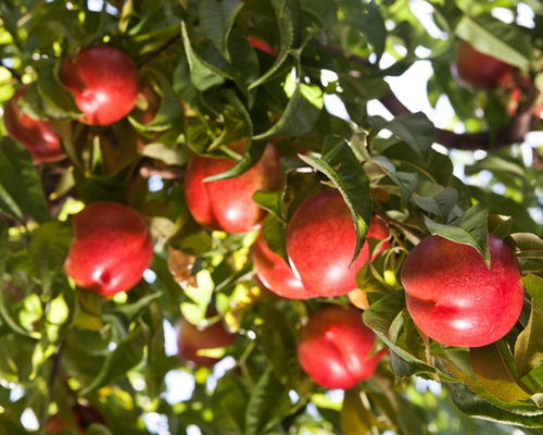 DulceVida yellow nectarine