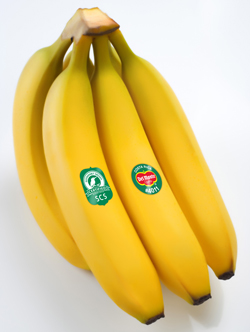 SCS-Bananas-Costa-Rica