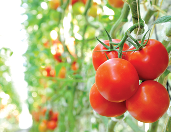 tomatoes-on-the-vine