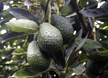 CalAvos-Crop-web