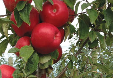 NZ-Honeycrisp on-tree