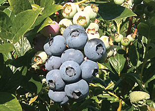 Oregon-Blueberries-on-the-Bush