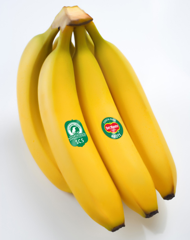 SCS-Bananas-Costa-Rica