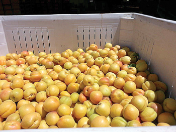 apricotbin