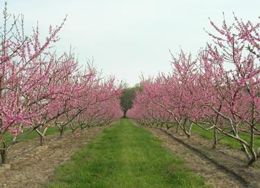 peach-in-bloom laurol