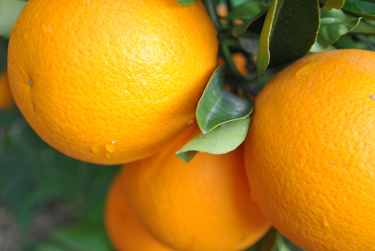 CLose-fruit