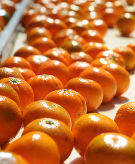 Clementines