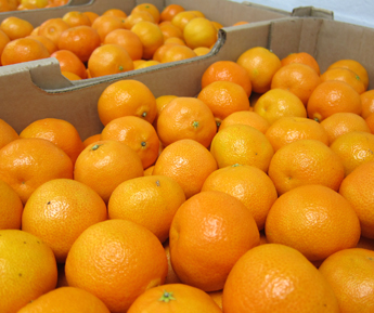 Easy-Peelers-for-the-US-market-from-South-Africa-