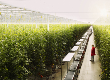 Houwelings-Tomatoes-Inside-Greenhouse