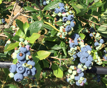 BC-Blueberries