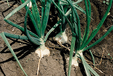 CentralCalOnions-Crop