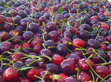 Cherries washed
