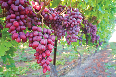 GrapeCropOV
