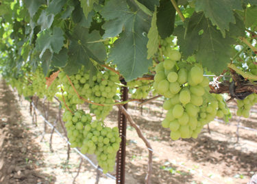 Molina-grapes-April-2015