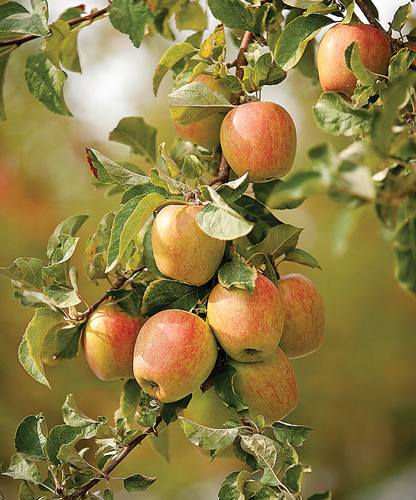 MoreApples-2