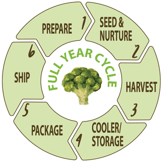 Broccoli FullYearCycle