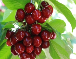 Cherries-on-the-treee