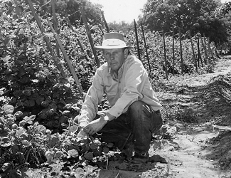 Oliver-beans-1950s