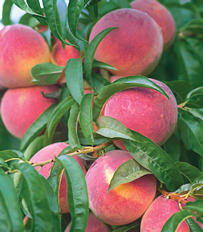 peach