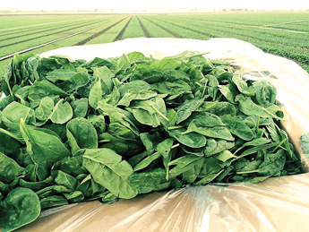 IDP-spinach