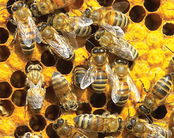 bee